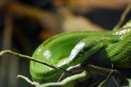 green beauty